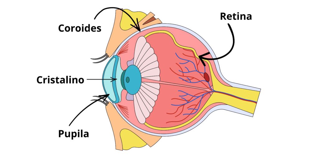 desprendimiento de retina